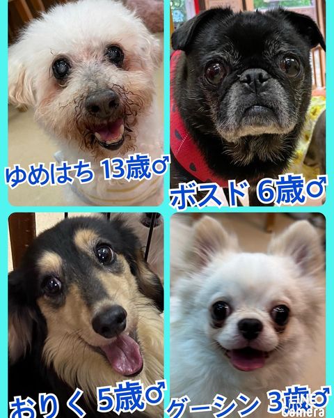 🐾今日の里親様募集中ワンコ🐶メンバーです🐾2023,7,7【保護犬カフェ天神橋店】